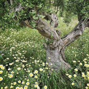 Olive tree in Spring. Palmela. Portugal