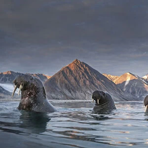 a pack of Walrus (Odobenus rosmarus) depicted in Northern Spitsbergen, Svalbard Islands