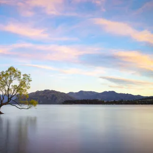 Popular lone tree in Roys Bay on Wanaka Lake against sky at sunrise, Wanaka