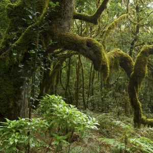 Rain Forest, Garajonay, La Gomera, Canary Islands, Spain