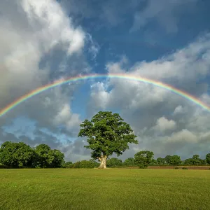 Rainbow over Oak Tree, Dorset, England