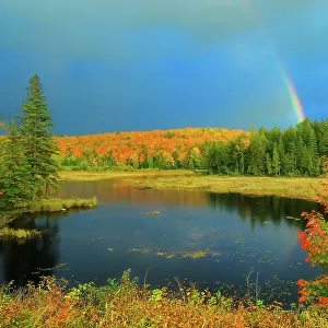 Rainbow over wetland in autumn near Oxtongue Lake, Ontario, Canada