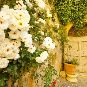 Roses & Courtyard Door, Lucignano d Asso, Tuscany, Italy