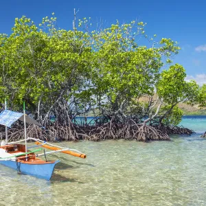 Small outrigger boat and mangrove trees (Rhizophora mangle) on CYC Island, Coron, Palawan