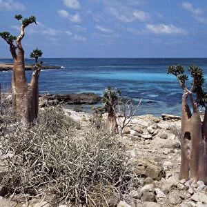 Socotra Island is about 87 miles long and between 25