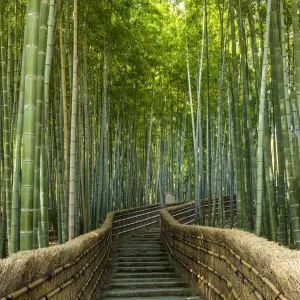 Steps Through Bamboo Forest, Adashino Nembutsu-ji Temple, Arashiyama, Kyoto, Japan