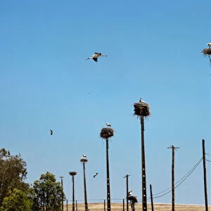 Storks, Castro Verde, Alentejo, Portugal