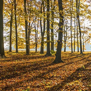 Sunburst Through Autumn Beech Trees, Thetford Forest, Norfolk, England