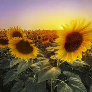 Sunflowers during a colorful summer sunset in Tuscany, Italy
