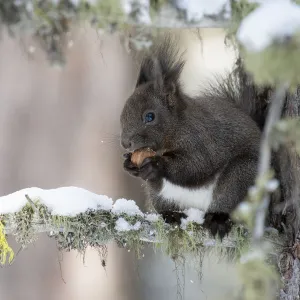 Switzerland Eurasian red squirrel Sciurus vulgaris