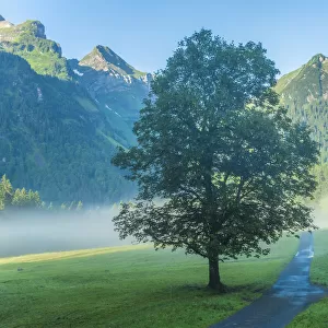 Switzerland, St. Gallen, Grabs, Voralp, Maple tree