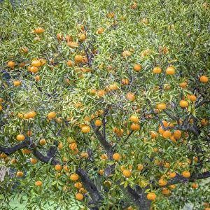 Tangerine tree with fruits in the village of Fornalutx, Mallorca, Spain