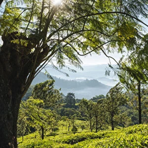 Tea Plantations near Munnar, Kerala, India