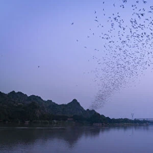 Thousands of bats leaving cave by Thanlyin River at dusk, Hpa-an, Hpa-an Township