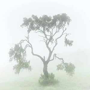 A tree in the mist in the Simien mountains national park, Ethiopia