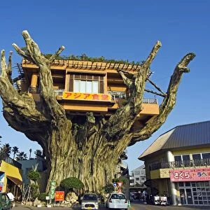 Tree top restaurant on giant tree