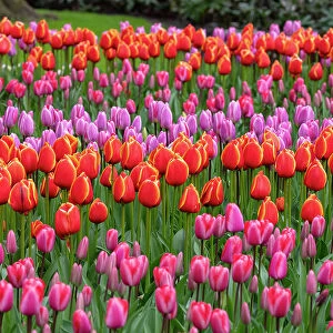 Tulips in Keukenhof gardens, Lisse, North Holland, Netherlands