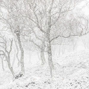 UK, Scotland, Highlands, Braemar, forest in snow