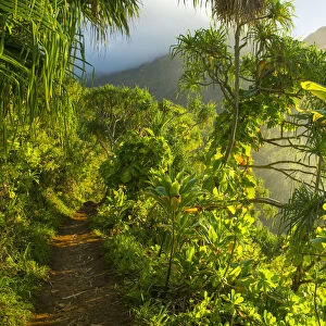 USA, Hawaii, Kauai, North Shore, Na Pali Coast hiking trail
