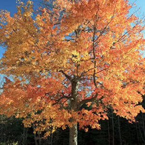 USA, New England, Vermont, Stowe, Fall Foliage