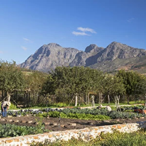 Vegetable garden at Babylonstoren Wine Estate, Paarl, Western Cape, South Africa