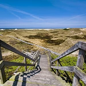 Wodden path in the dunes, Amrum Island, Northern Frisia, Schleswig-Holstein, Germany
