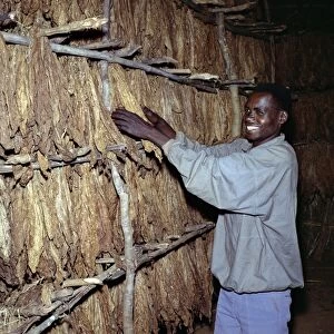 A workman attends to tobacco leaves curing on racks