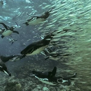 16 Galapagos penguins chasing wall of bait fish, sea lions behind. (Spheniscus mendiculus). Bartolom Island, Galapagos
