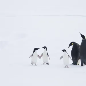 Adult emperor penguin pair (Aptenodytes forsteri) resting on ice floe with three Adelie penguins (Pygoscelis adeliae) nearby below the Antarctic circle on the western side of the Antarctic Peninsula