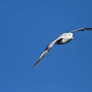 Adult southern fulmar (Fulmarus glacialoides) on the wing in the Drake passage between the tip of South America and Antarctica. Southern Ocean