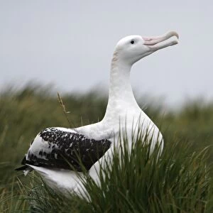 Adult wandering albatross (Diomedea exulans) exhibiting courtship behavior on Prion Island, which lies in the Bay of Isles towards the west end of South Georgia Island in the Southern Atlantic Ocean