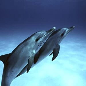 Atlantic Spotted Dolphin (Stenella frontalis) calves underwater on the Little Bahama Banks, Grand Bahama Island, Bahamas (Resolution Restricted - pls contact
