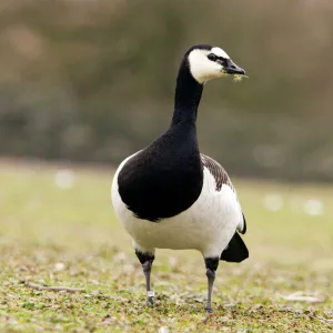 Barnacle goose (Branta leucopsis), Gloucestershire, UK