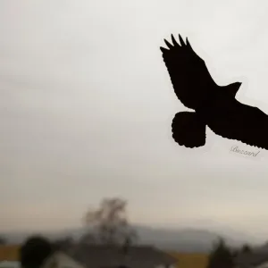 A bird of prey sticker on a window to prevent birds flying into the window