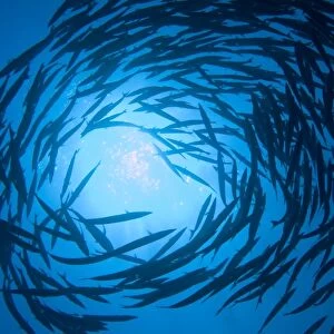 Blackfin Barracuda (Sphyraena qenie). Red Sea