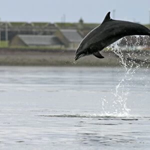 Bottlenose dolphin (Tursiops truncatus truncatus) leaping 2 metres above the surface. (1 or 2 images) Moray Firth, Scotland
