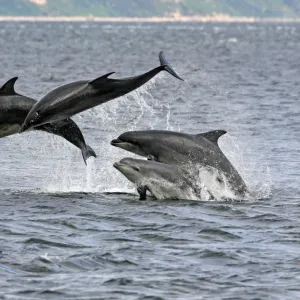 Four Bottlenose dolphins (Tursiops truncatus) in the Moray Firth socialising by breaching from the water. This type of behaviour highlights why bottlenoses are such great favourites with the public