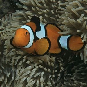 Clown anemonefish (Amphiprion percula). Indo Pacific