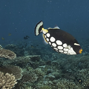 C Collection: Clown Triggerfish
