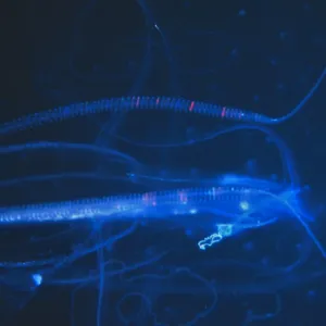 Delicate shape of a Jellyfish against a dark sea. Seychelles