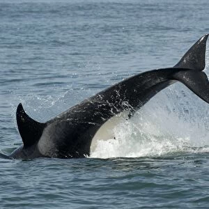 Female transient killer whale (orcinus orca) tail slap, tail lob, fluke National marine sanctuary, Monterey bay, California Pacific ocean, USA