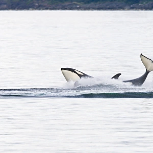 A gathering of several Orca (Orcinus orca) pods in Chatham Strait, Southeast Alaska, USA. Pacific Ocean. These animals numbered in the many tens, perhaps even over a hundred as they were spread out in many small groups all traveling north and spread