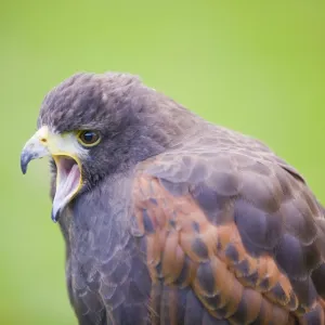 A Harris Hawk calling