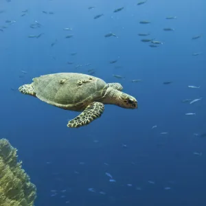 Hawksbill turtle (Eretmochelys imbricata). Shark Observatory, Ras Mohamed National Park, Sharm El Sheikh, South Sinai, Egypt