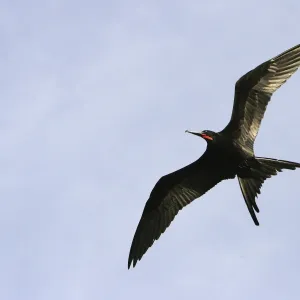 Flies Collection: Frigate Bird Fly