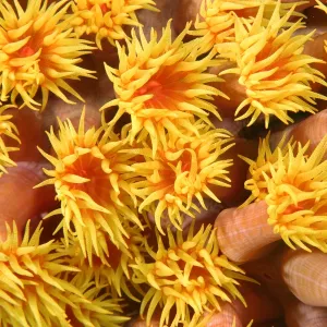 Orange cup coral, Tubastrea faulkneri, open polyps at night, West Escarceo, Puerto Galera, Mindoro, Philippines