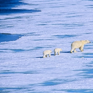 Polar Bear (Ursus Maritimus) mother with two cubs walking on sea ice. Rijpfjorden, Svalbard
