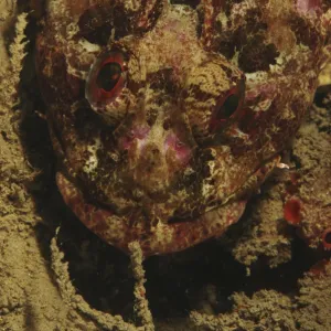 Scorpionfish (Scorpaena scrofa) Sardinia, Italy (RR)