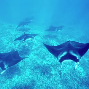 Pacific Manta Rays over Reef Print Pacific Manta Rays over Reef Print