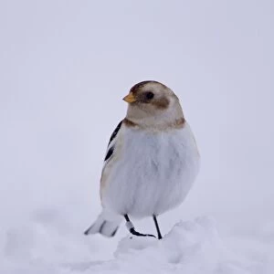 Snow Bunting (Plectrophenax nivalis) perched on snow. highlands, Scotland, UK